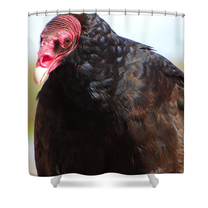 Vulture Shower Curtain featuring the photograph Grandpa by Jamie Ramirez
