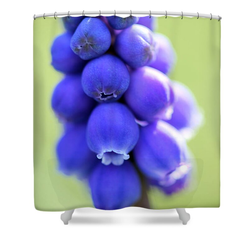 Macro Shower Curtain featuring the photograph Grape Hyacinth by Todd Blanchard