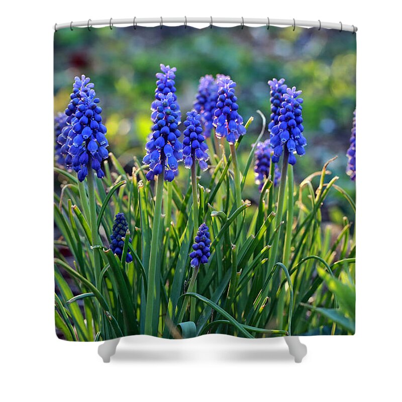 Grape Hyacinth Shower Curtain featuring the photograph Grape Hyacinths by Jaki Miller