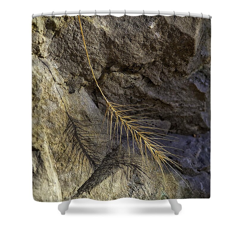 Grass Shower Curtain featuring the photograph Grass and Shadow on River Rock by Michael Dougherty