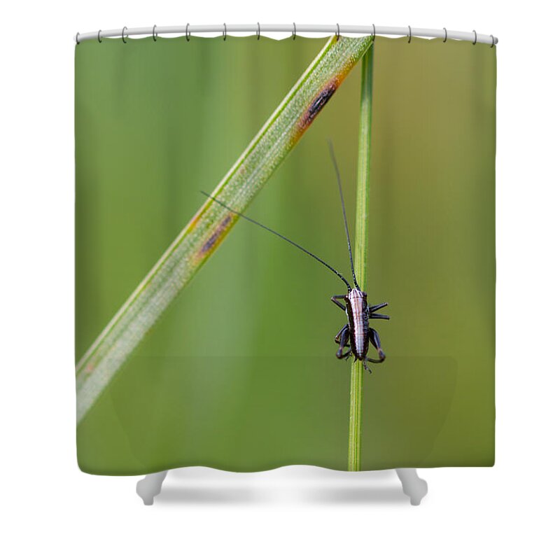 Cricket Shower Curtain featuring the photograph Grass climber by Jivko Nakev