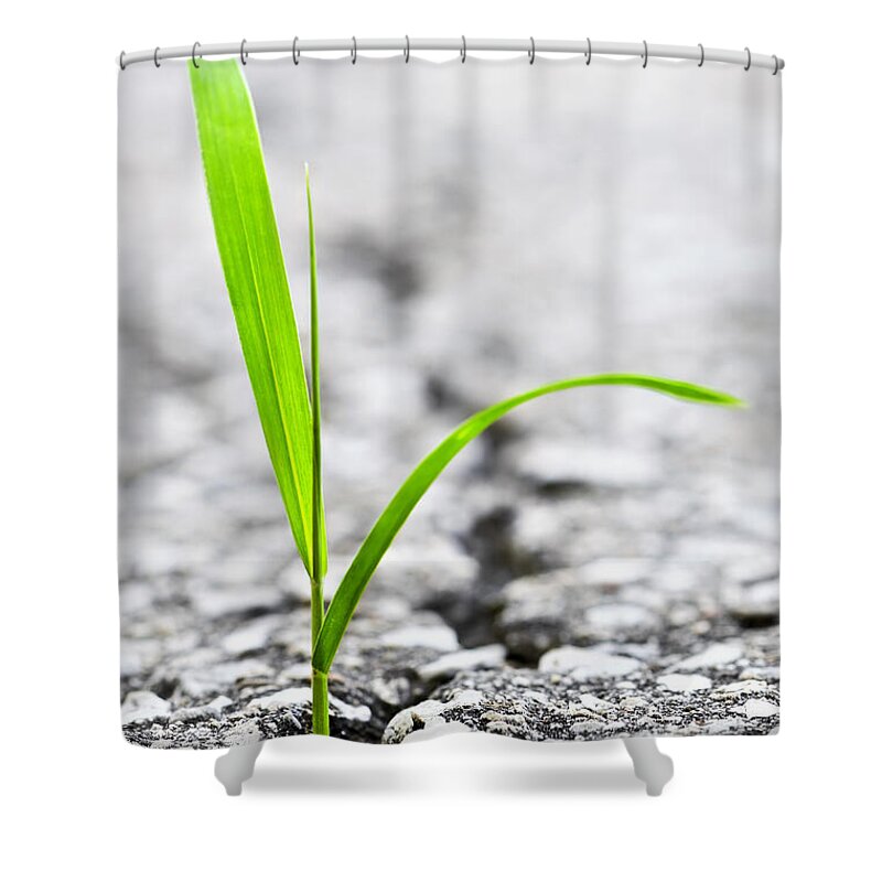 Grass Shower Curtain featuring the photograph Grass in asphalt by Elena Elisseeva