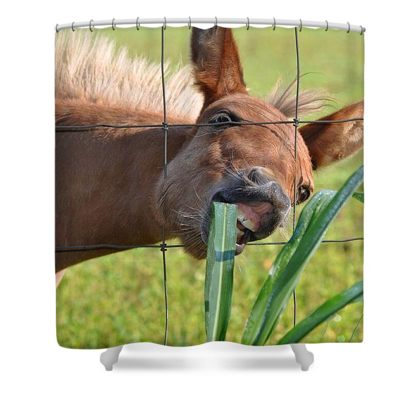 Pet Shower Curtain featuring the photograph Grass Is Greener by Charlotte Schafer