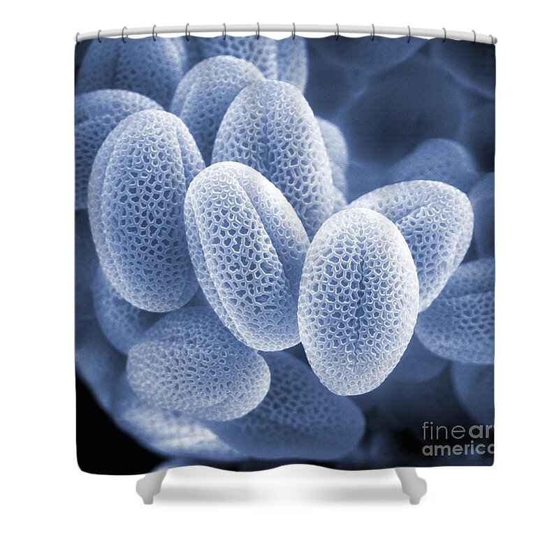 Cell Shower Curtain featuring the photograph Grass Pollen Sem by David M. Phillips