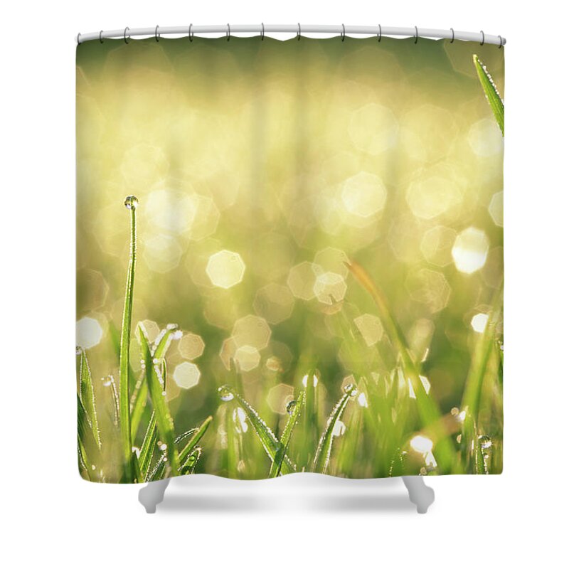 Grass Shower Curtain featuring the photograph Grass With Water Drops by Peter Cade