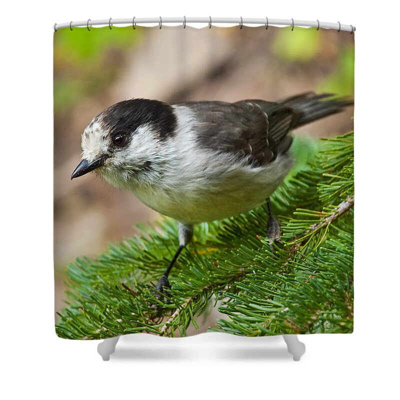 Animal Shower Curtain featuring the photograph Gray Jay on Fir Tree by Jeff Goulden