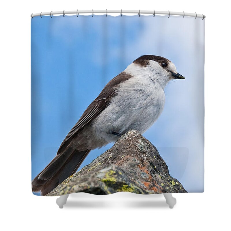 Animal Shower Curtain featuring the photograph Gray Jay With Blue Sky Background by Jeff Goulden