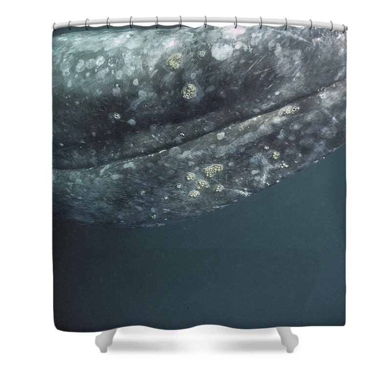Feb0514 Shower Curtain featuring the photograph Gray Whale Investigating Underside by Tui De Roy