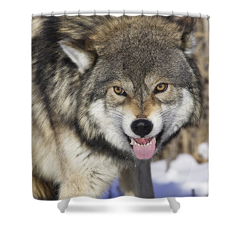 Wolf Shower Curtain featuring the photograph Gray Wolf, Canis Lupus by M. Watson