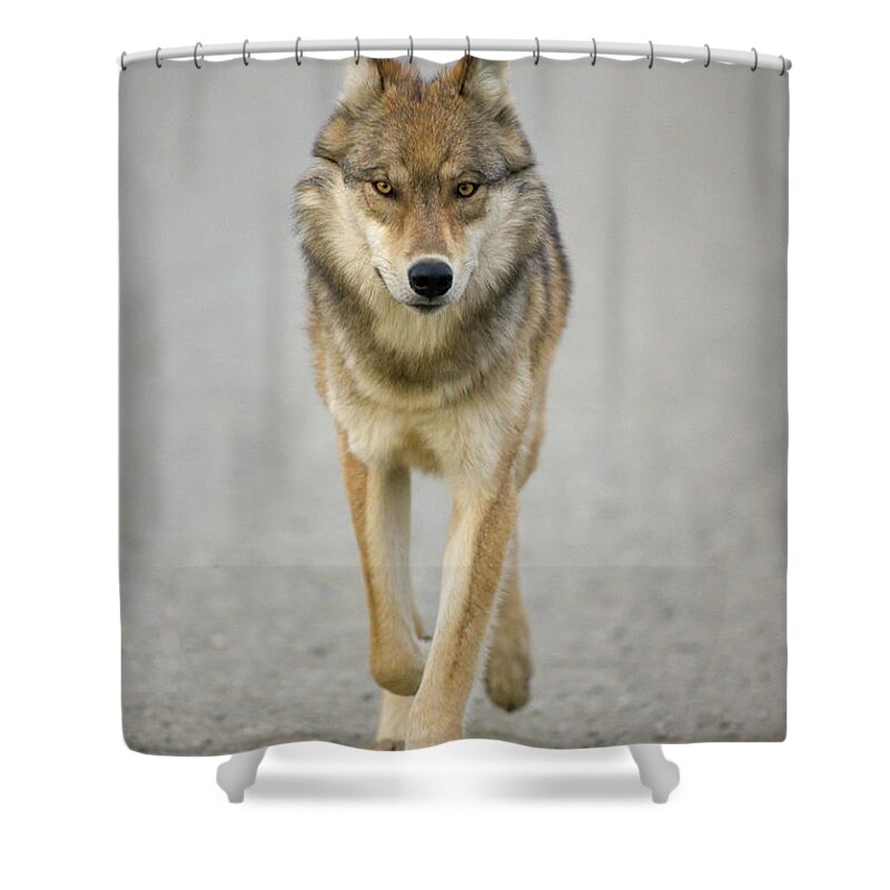 00440973 Shower Curtain featuring the photograph Gray Wolf in Denali by Yva Momatiuk John Eastcott