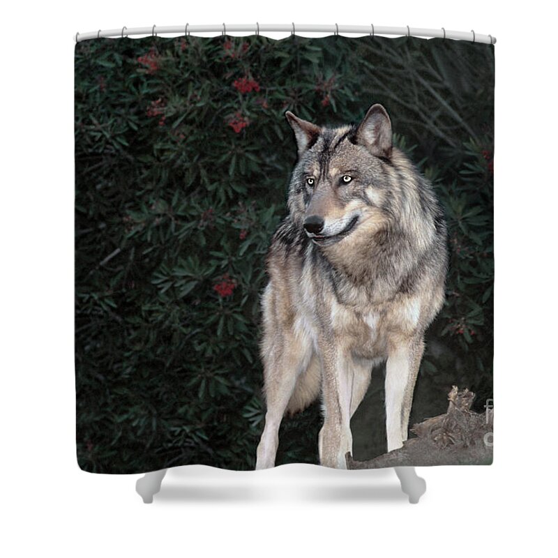 Gray Wolf Shower Curtain featuring the photograph Gray Wolf Endangered Species Wildlife Rescue by Dave Welling