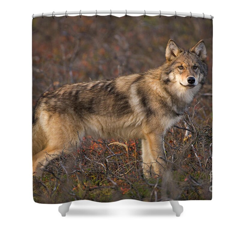 00440938 Shower Curtain featuring the photograph Gray Wolf On Tundra in Denali by Yva Momatiuk John Eastcott