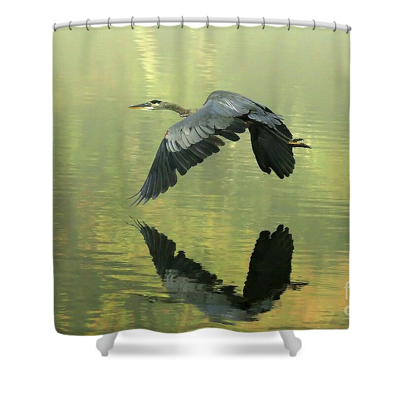 Blue Shower Curtain featuring the photograph Great Blue Fly-by by Douglas Stucky