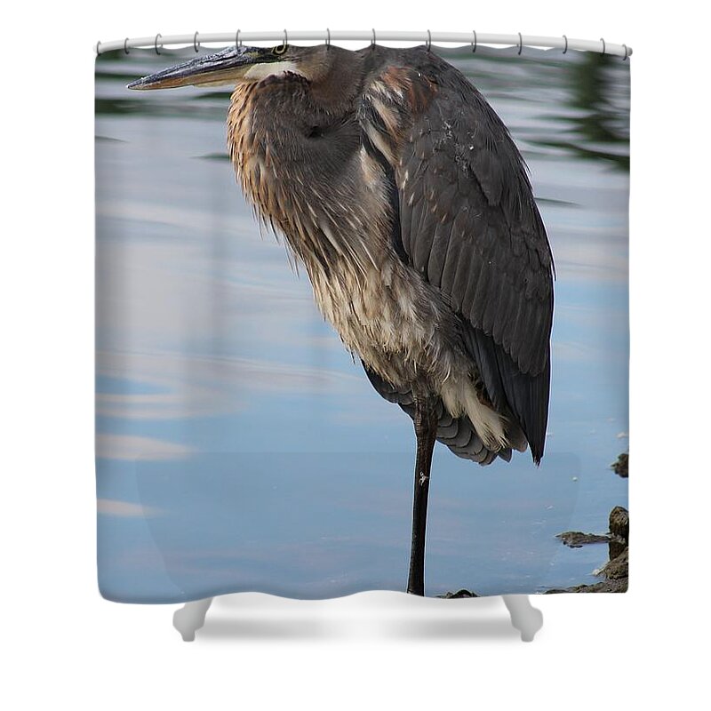 Ornithology Shower Curtain featuring the photograph Great Blue Heron at Deep Water Lagoon by Robert Banach