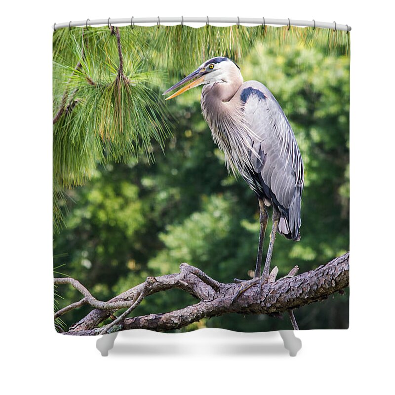 susan Molnar Shower Curtain featuring the photograph Great Blue Heron I by Susan Molnar