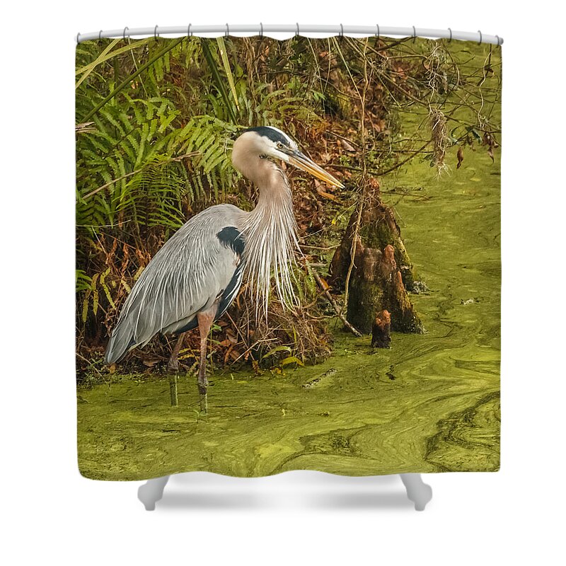 Florida Shower Curtain featuring the photograph Great Blue Heron by Jane Luxton