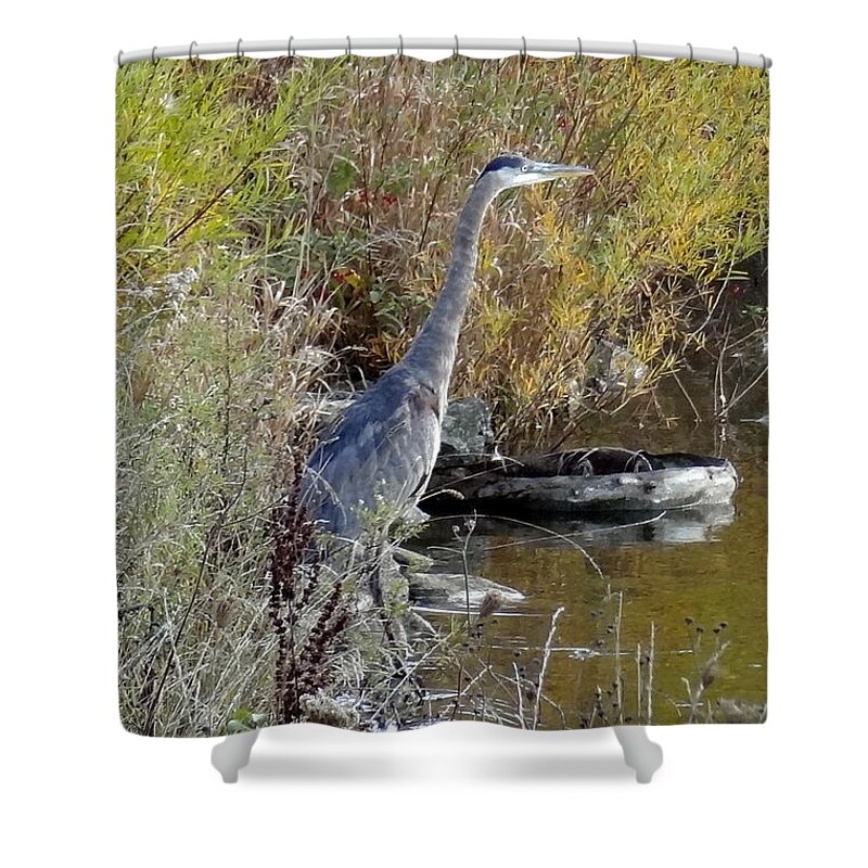 Great Blue Heron Shower Curtain featuring the photograph Great Blue Heron - Juvenile by Laurel Best
