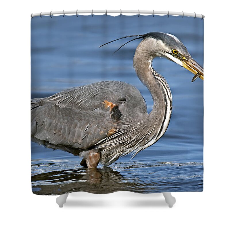 Bird Shower Curtain featuring the photograph Great Blue Heron by Susan Candelario