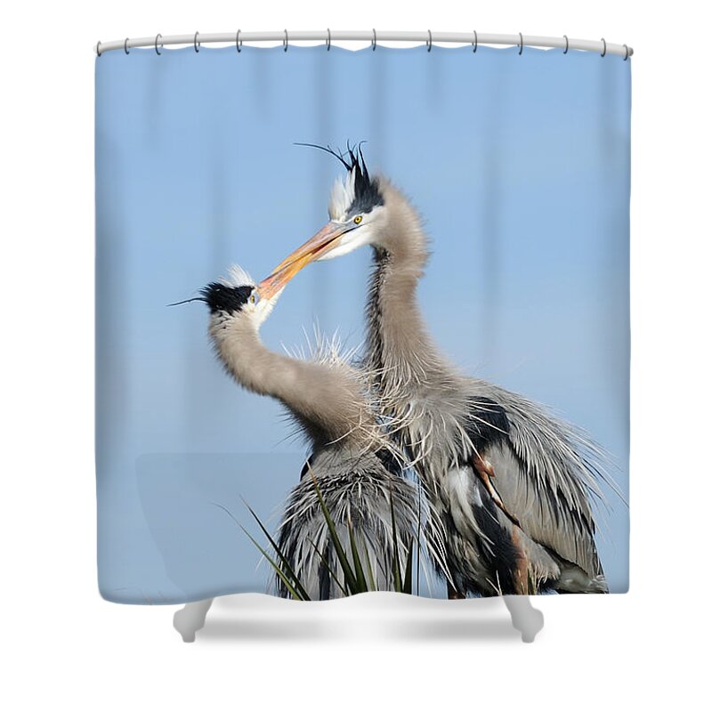 Great Blue Heron Shower Curtain featuring the photograph Great Blue Herons at Nest Kissing by Bradford Martin