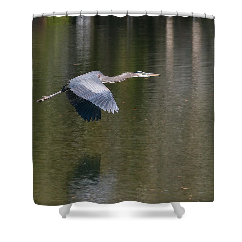 Heron Shower Curtain featuring the photograph Great Blue over Green by Paul Rebmann