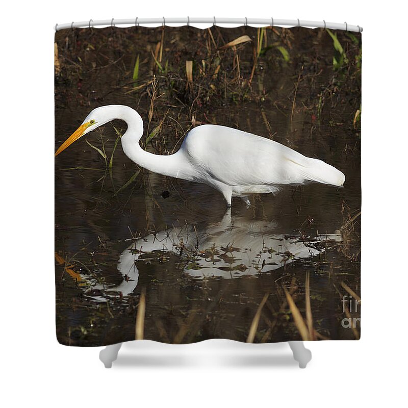 Great Egret Shower Curtain featuring the photograph Great Egret fishing by Louise Heusinkveld