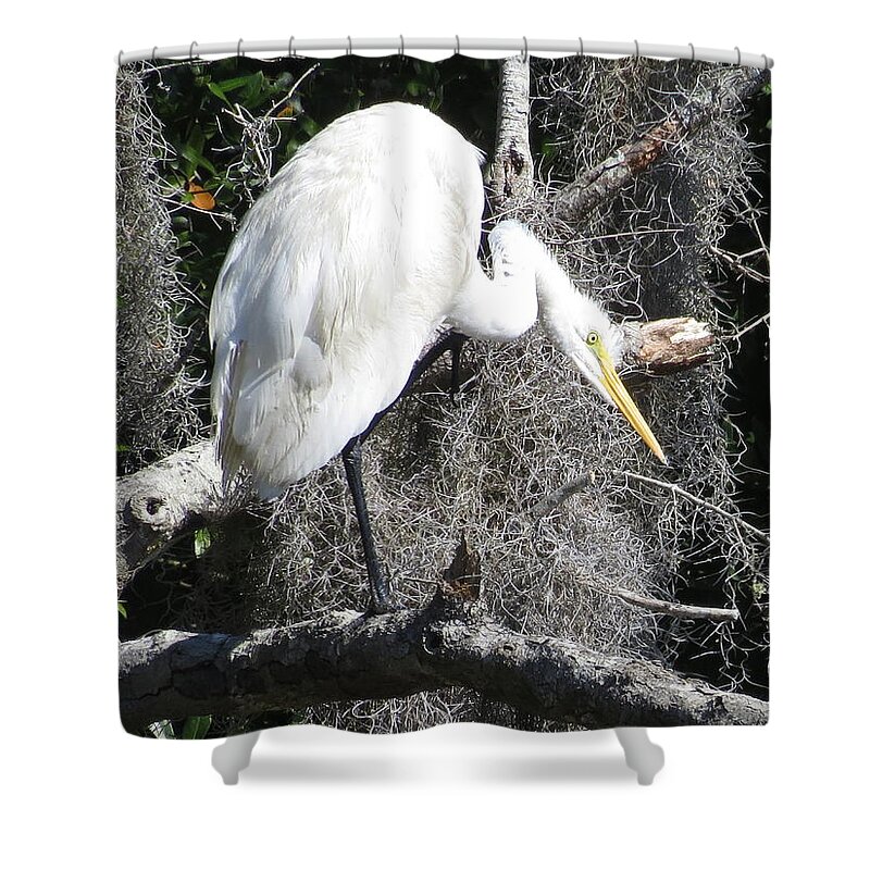 Nature Shower Curtain featuring the photograph Great Egret in Tree by Ellen Meakin