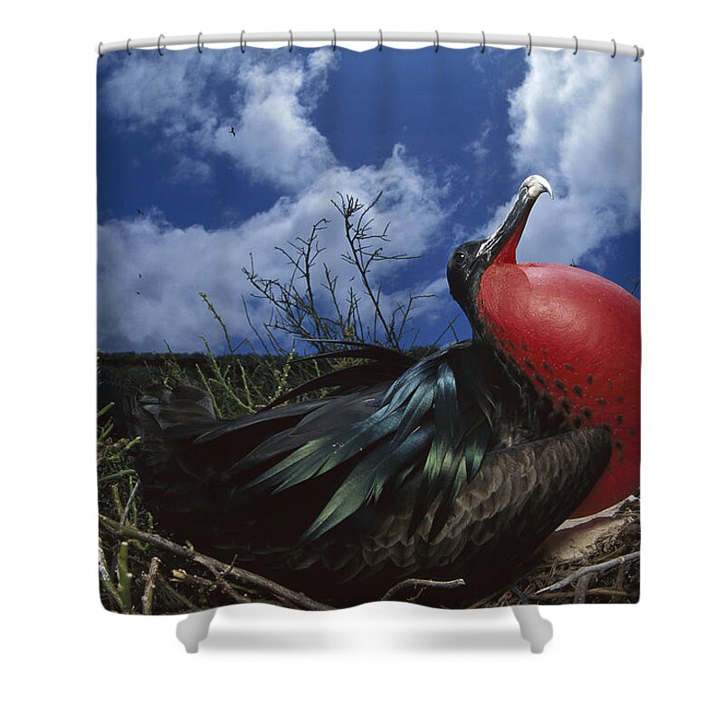 Feb0514 Shower Curtain featuring the photograph Great Frigatebird Male Courtship by Tui De Roy