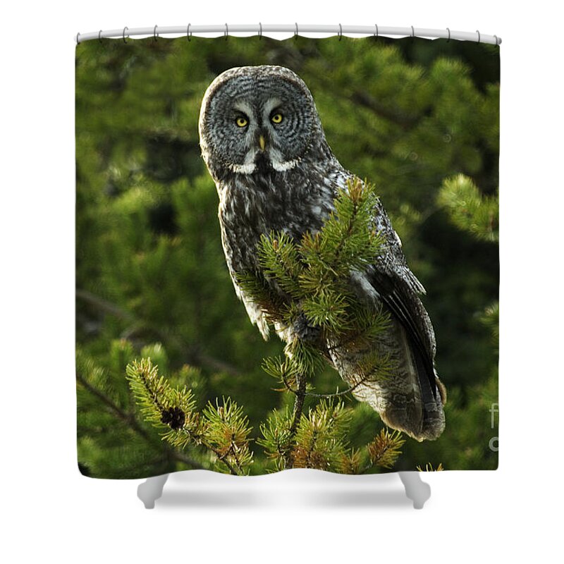Owl Shower Curtain featuring the photograph Great Grey Owl On The Hunt by Bob Christopher