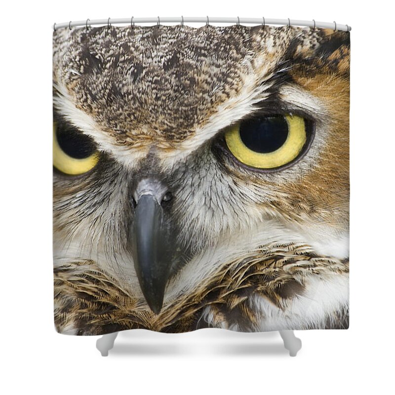 Great Horned Owls Shower Curtain featuring the photograph Great Horned Owl by Jill Lang