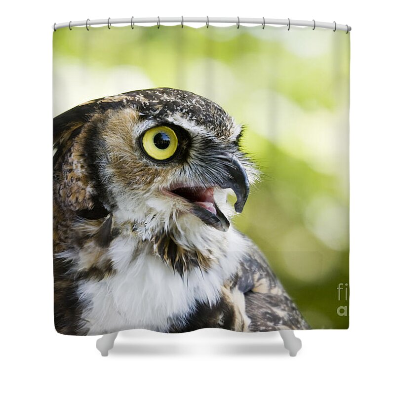 Great Horned Owl Shower Curtain featuring the photograph Great Horned Owl by Patty Colabuono
