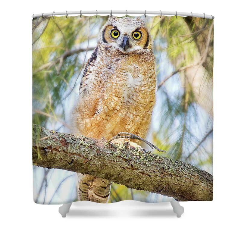 Animal Themes Shower Curtain featuring the photograph Great Horned Owlet by Kristian Bell