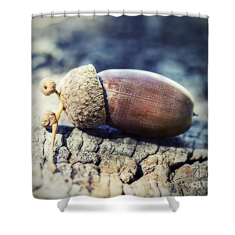Acorn Shower Curtain featuring the photograph Great oaks from little acorns grow by Linda Lees