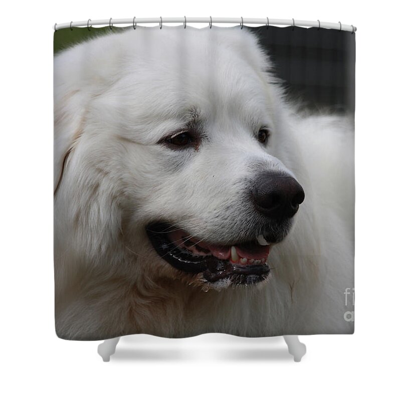 Great Pyrnesse Side Profile Shower Curtains