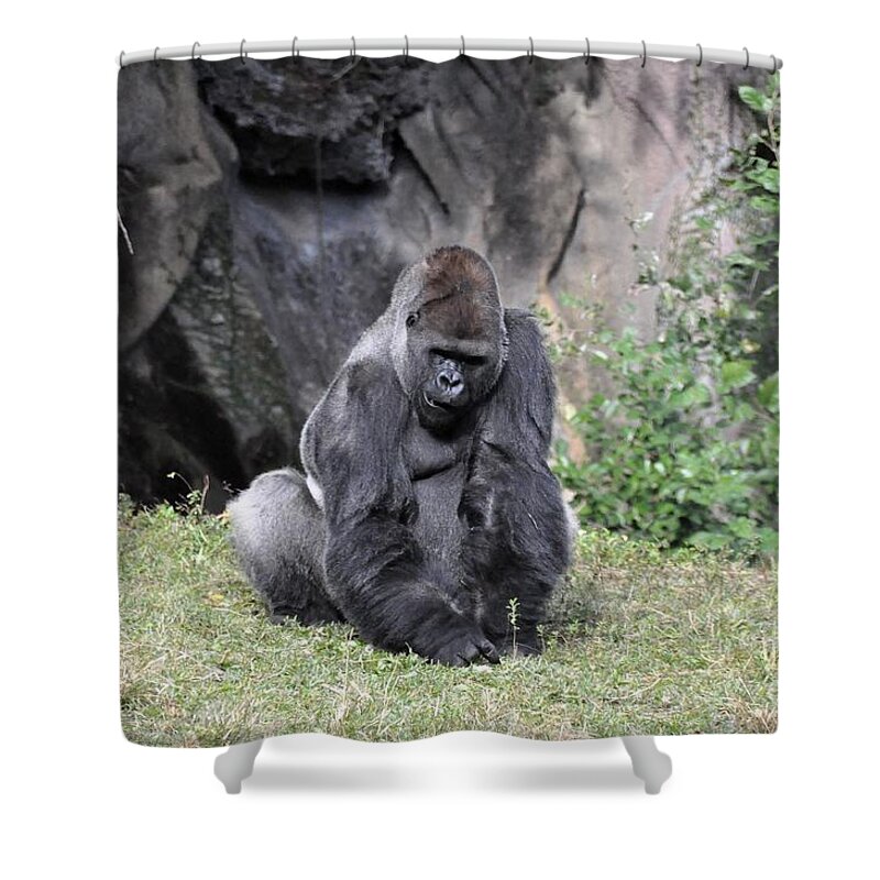 Gorilla Shower Curtain featuring the photograph Great Silverback Gorilla by John Black