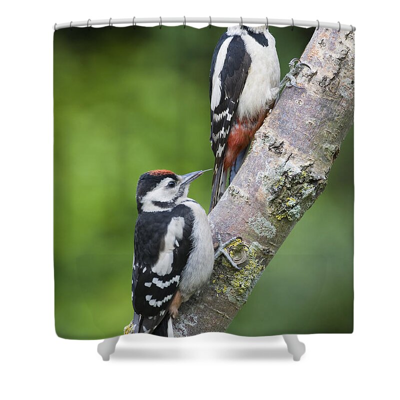 Flpa Shower Curtain featuring the photograph Great Spotted Woodpecker And Juvenile by Dickie Duckett