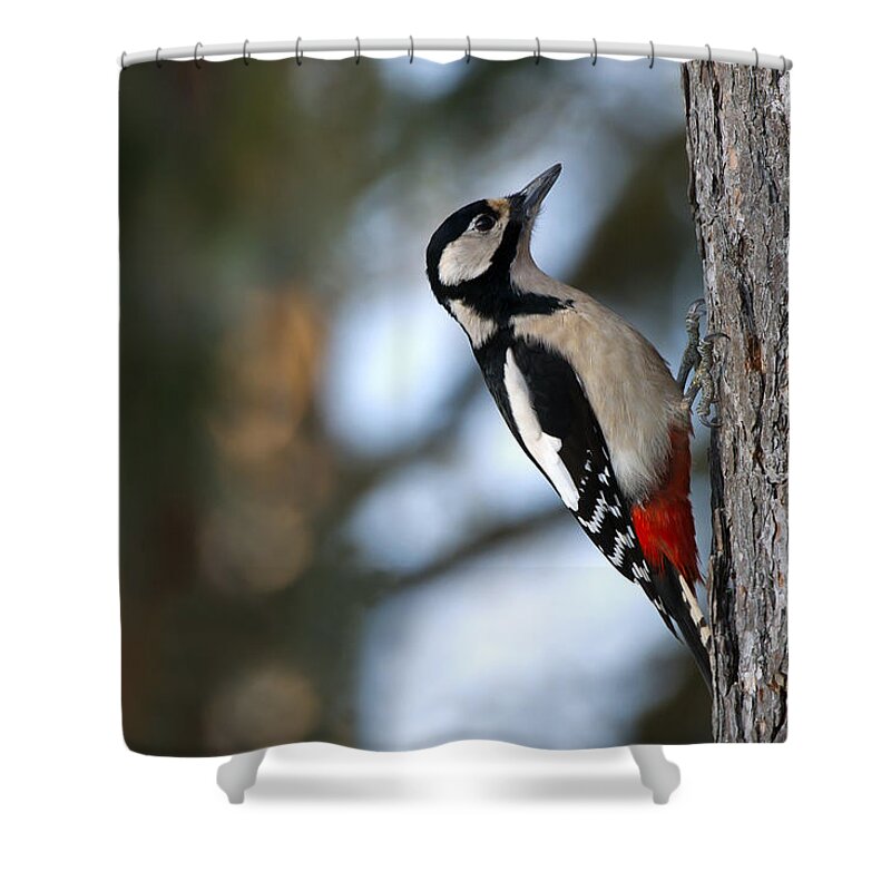 Great Spotted Woodpecker Shower Curtain featuring the photograph Great Spotted Woodpecker by Torbjorn Swenelius