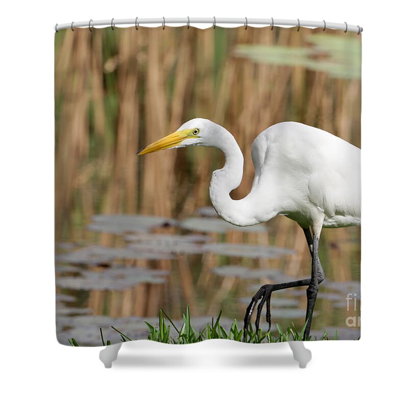 Egret Shower Curtain featuring the photograph Great White Egret by the River by Sabrina L Ryan