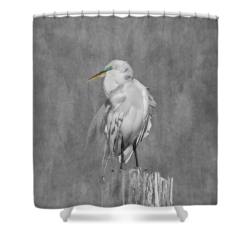 Egret Shower Curtain featuring the photograph Great White Egret by Kim Hojnacki