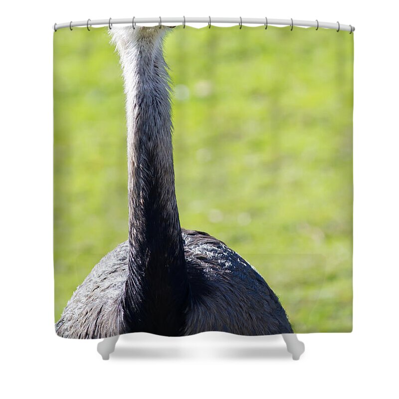 Greater Rhea Shower Curtain featuring the photograph Greater Rhea 7D9038 by Wingsdomain Art and Photography