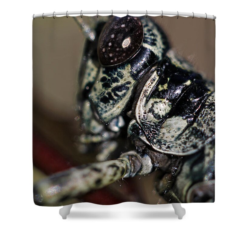Insects Shower Curtain featuring the photograph Green armor by Jennifer Robin