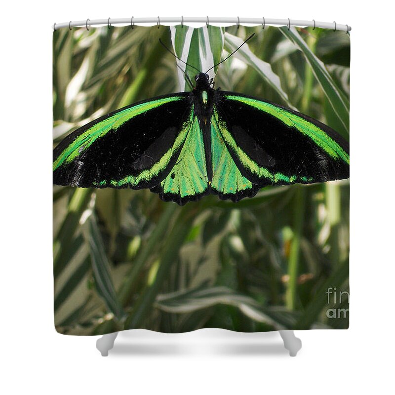 Butterfly Shower Curtain featuring the photograph Green Butterfly by Brenda Brown