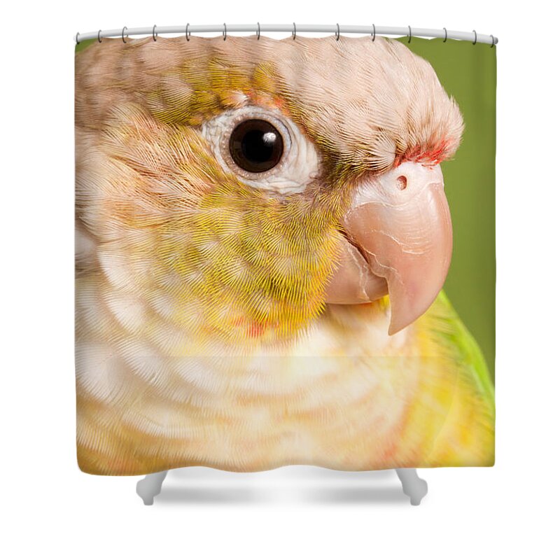 Green-cheeked Conure Shower Curtain featuring the photograph Green-cheeked Conure Pineapple P by David Kenny