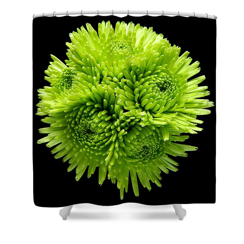 Flowers Shower Curtain featuring the photograph Green Chrysanthemums Still Life Flower Art Poster by Lily Malor