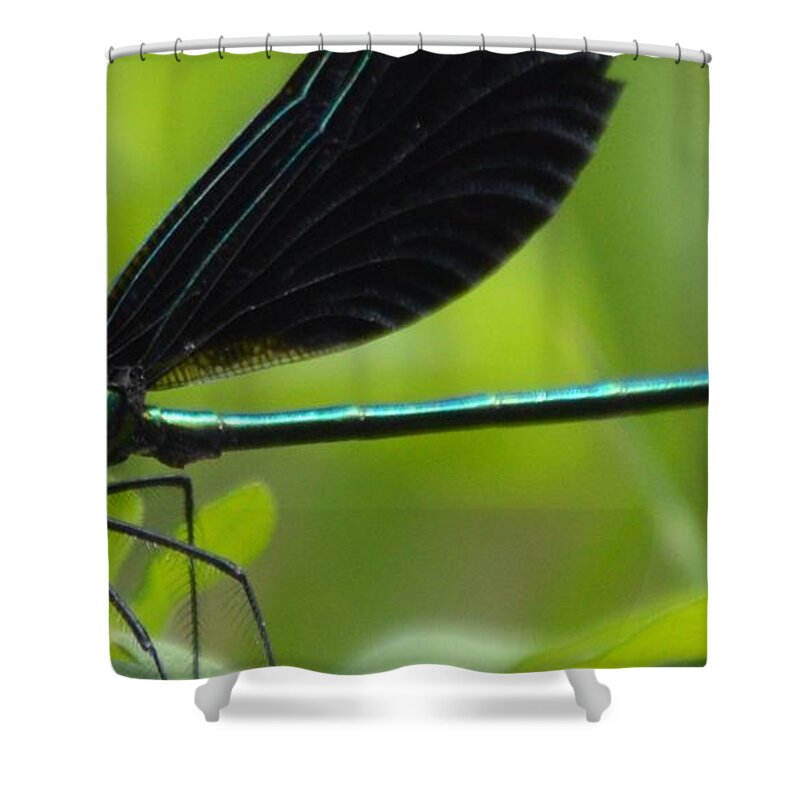 Damselfly Shower Curtain featuring the photograph Green Damselfly by Lynellen Nielsen
