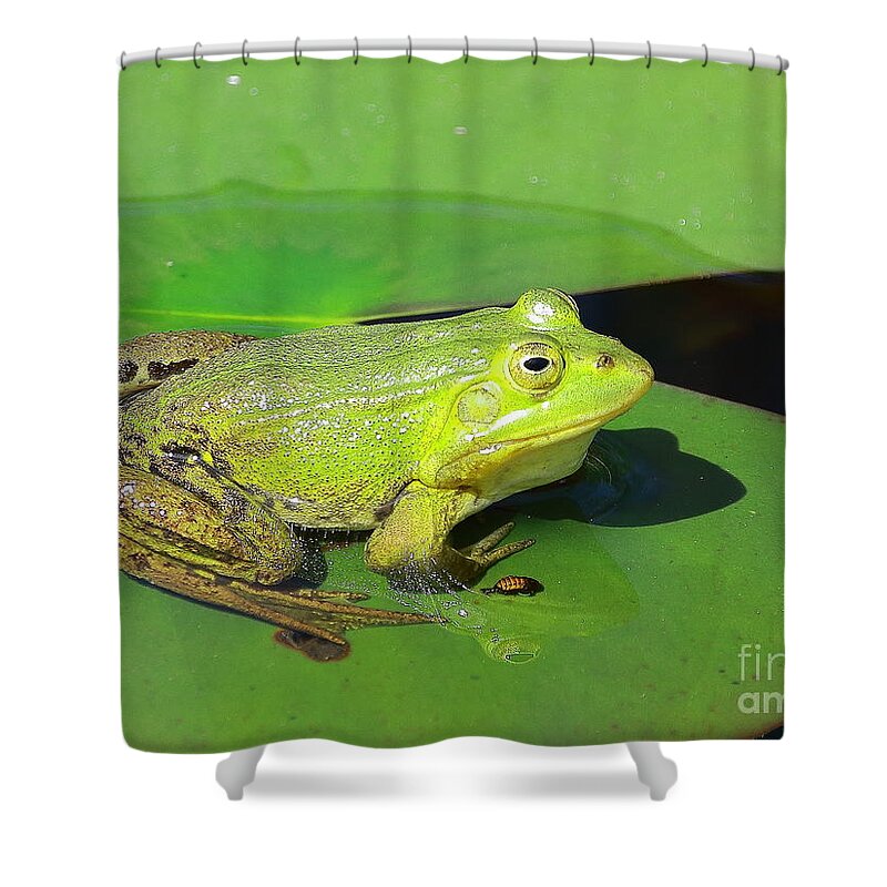 Frogs Shower Curtain featuring the photograph Green Frog by Amanda Mohler