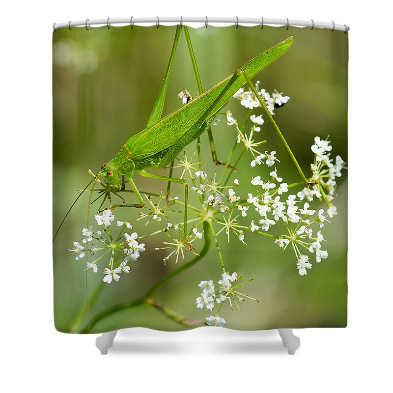 Grasshopper Shower Curtain featuring the photograph Green Grasshopper by Andreas Berthold