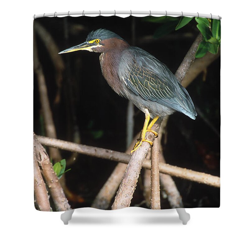 Feb0514 Shower Curtain featuring the photograph Green Heron On Mangrove Roots Florida by Tom Vezo