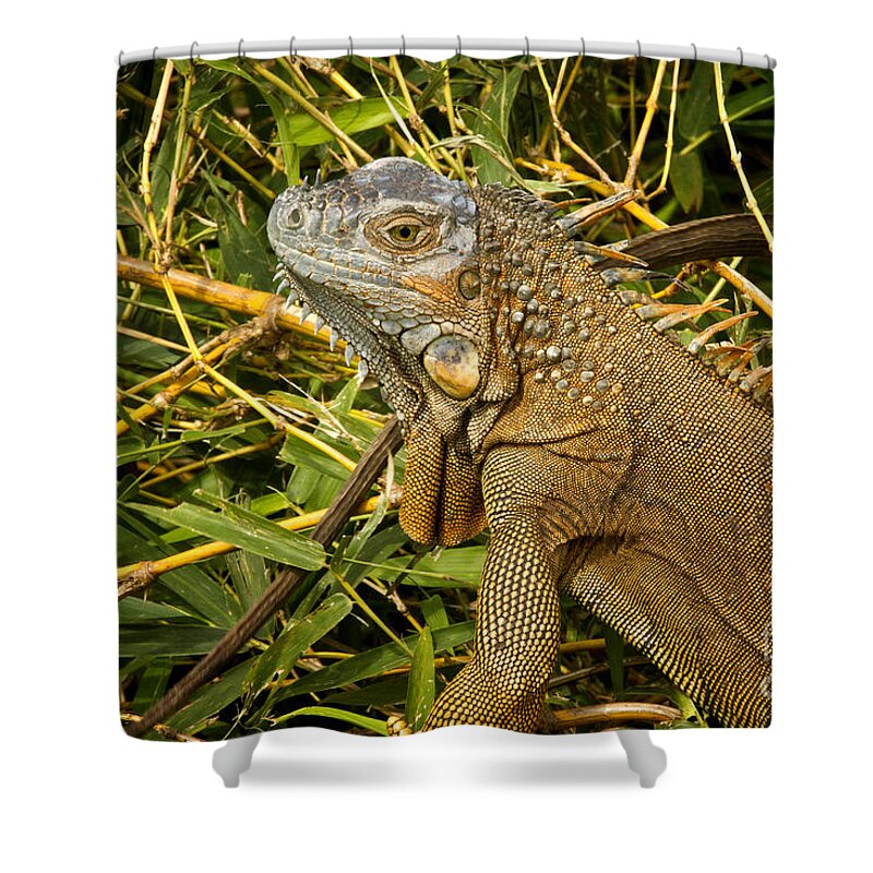 Iguana Shower Curtain featuring the photograph Green Iguana Costa Rica by Carrie Cranwill
