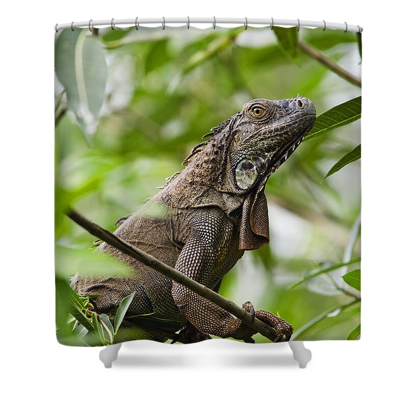 Feb0514 Shower Curtain featuring the photograph Green Iguana Costa Rica by Konrad Wothe