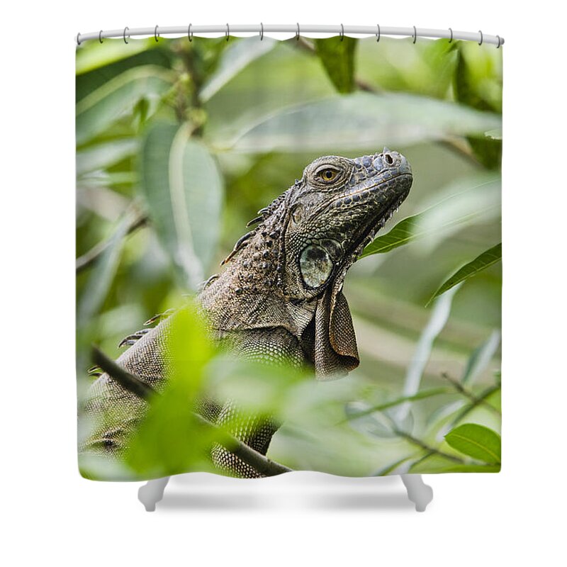 Feb0514 Shower Curtain featuring the photograph Green Iguana In Lowland Rainforest by Konrad Wothe